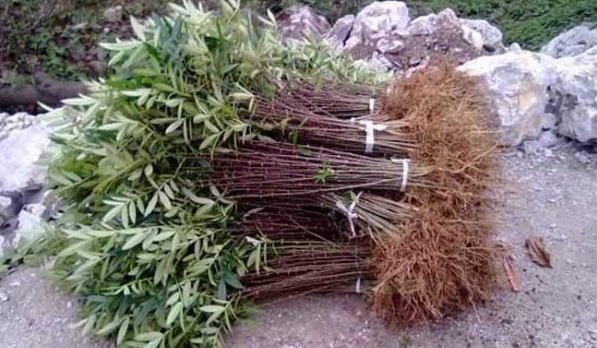 1628245772640596.jpg image.jpg