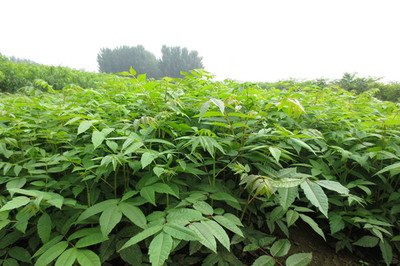 1628250187122096.jpg 1628250187122096.jpg