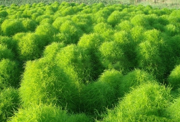 1628253561573006.jpg image.jpg