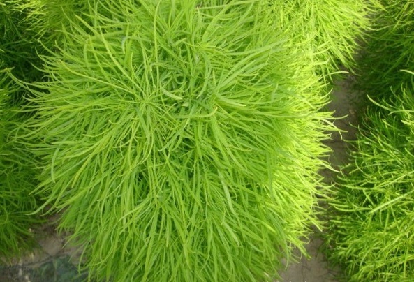 1628253575691739.jpg image.jpg