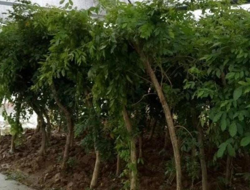 1628253679586428.jpg 360截圖20210806204046180.jpg