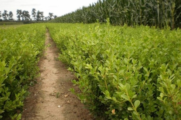 1628253729275652.jpg image.jpg