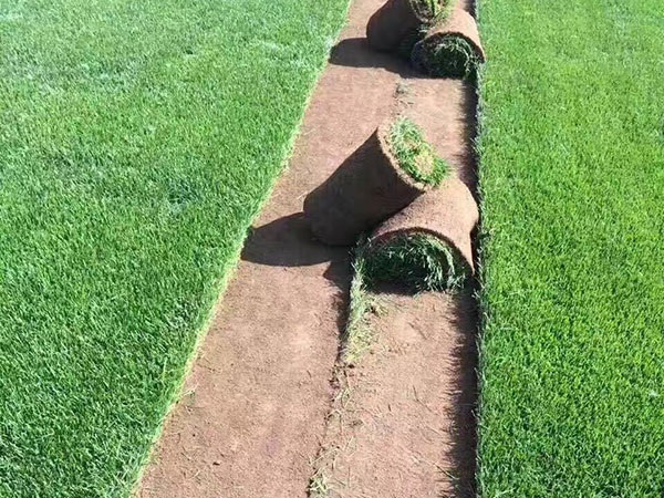 1628254530446330.jpg image.jpg