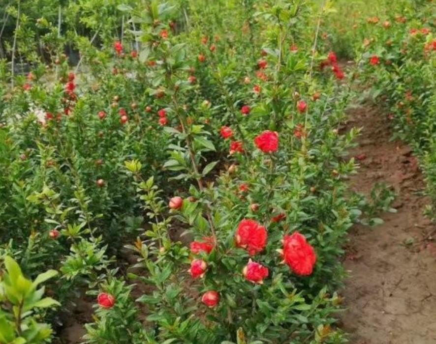 1628261454179148.jpg 2.jpg