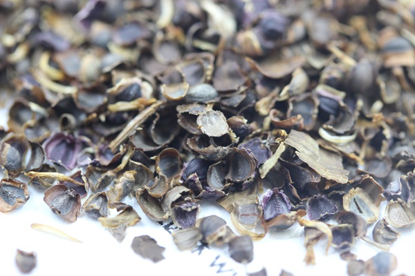 金雞菊種子 金雞菊種子