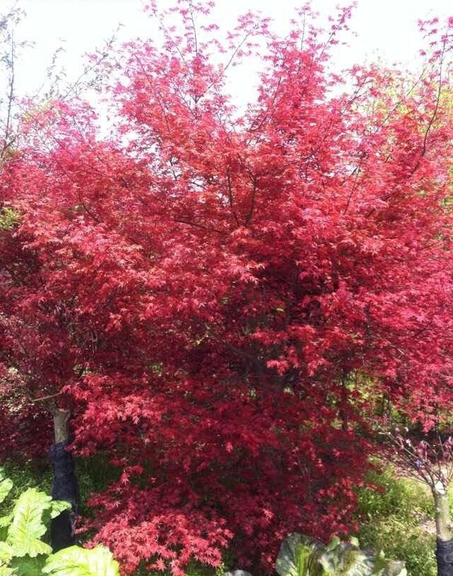 1628267862502405.jpg image.jpg