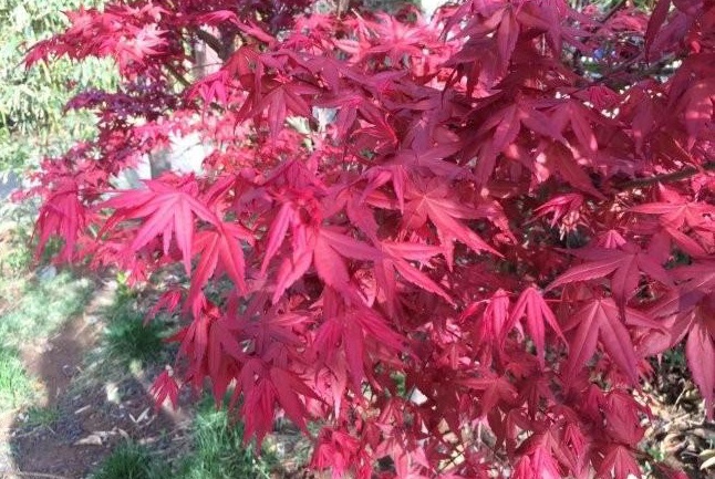 1628267883756994.jpg image.jpg