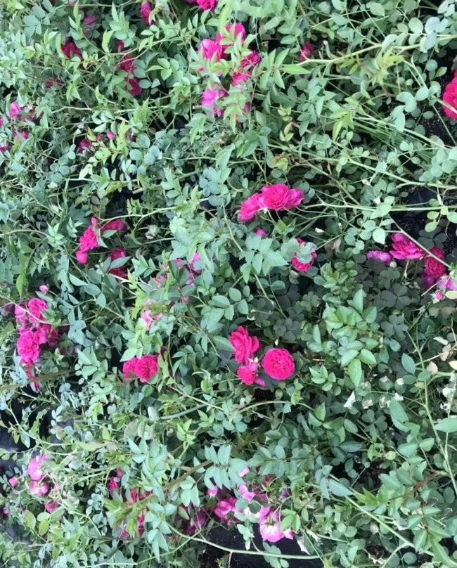 1628305976890497.jpg image.jpg