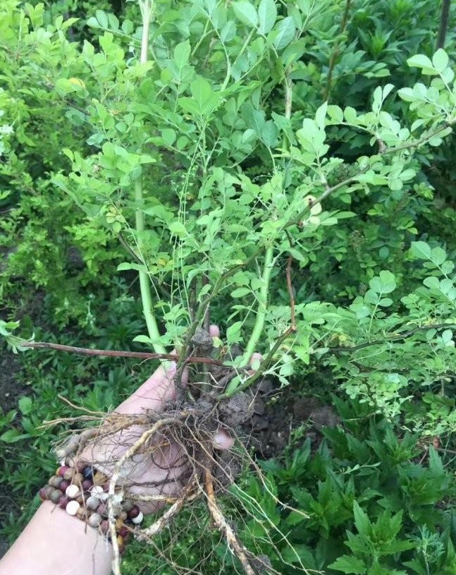 1628306004911850.jpg image.jpg