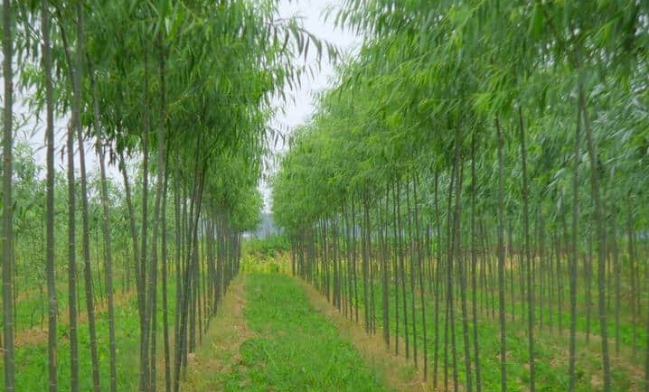 竹柳3.jpg
