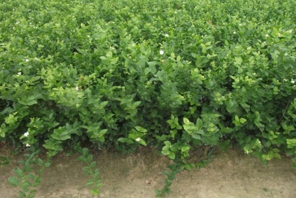 1628349114596554.jpg image.jpg