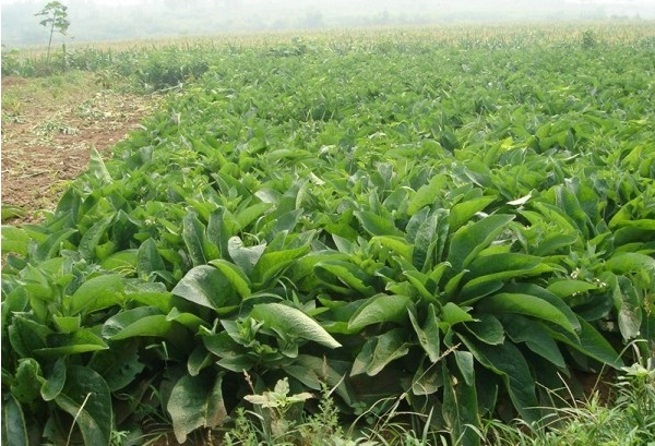 1628382709309436.jpg PW{BOH2TX1U9OZDP$LAIR$6.jpg