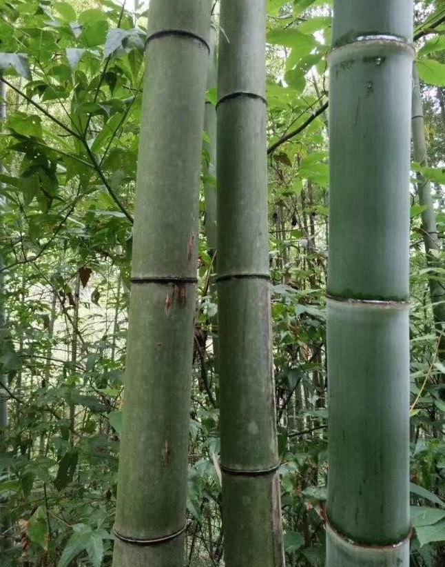 1628384651337675.jpg image.jpg