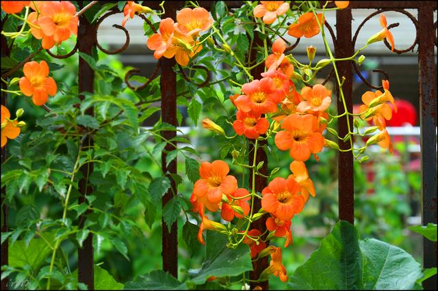 1628407171101124.jpg 1628407171101124.jpg