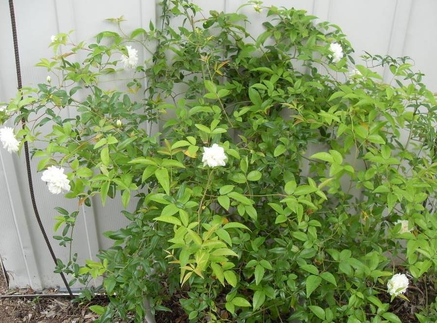 1628407952193579.jpg 1628407952193579.jpg