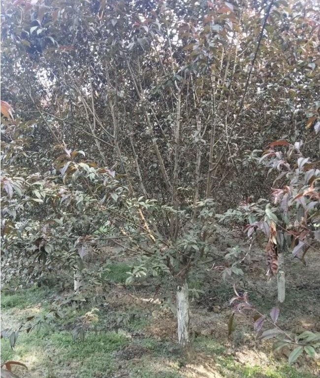 1628413120989990.jpg image.jpg