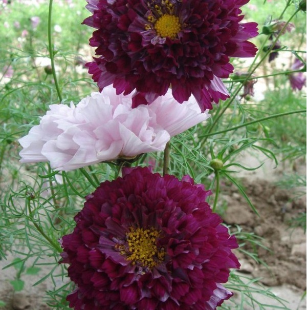 1628422062329743.jpg 1628422053(1).jpg