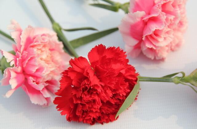 康乃馨的養(yǎng)殖方法及花語(yǔ)代表含義