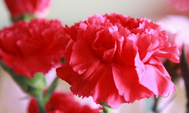 康乃馨的養(yǎng)殖方法及花語(yǔ)代表含義