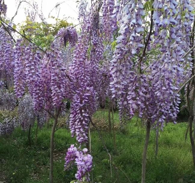 1628423510843430.jpg 1628423500(1).jpg