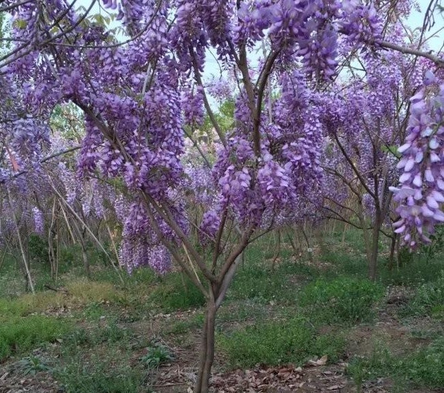 1628423529967492.jpg 1628423519(1).jpg