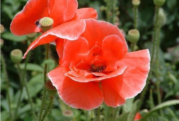 1628424986967218.jpg 1628424975(1).jpg