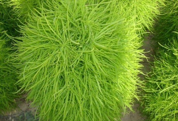 1628426374322417.jpg 1628426351(1).jpg