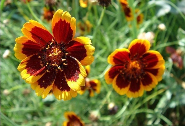 1628428622394139.jpg 1628428593(1).jpg