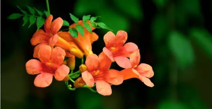 1628469586445725.jpg 1628469580(1).jpg