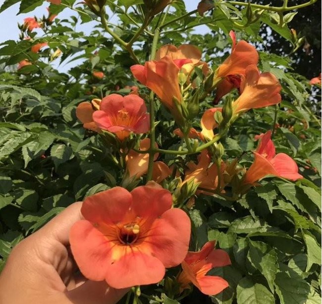 1628469610657497.jpg 1628469600(1).jpg