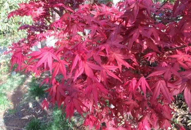 1628470475245915.jpg 1628470468(1).jpg