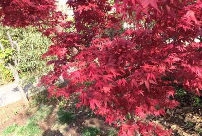 1628470495326396.jpg 1628470486(1).jpg