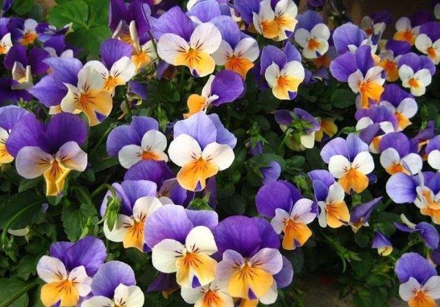 三色堇,配色很奇特,有什么養(yǎng)殖技巧