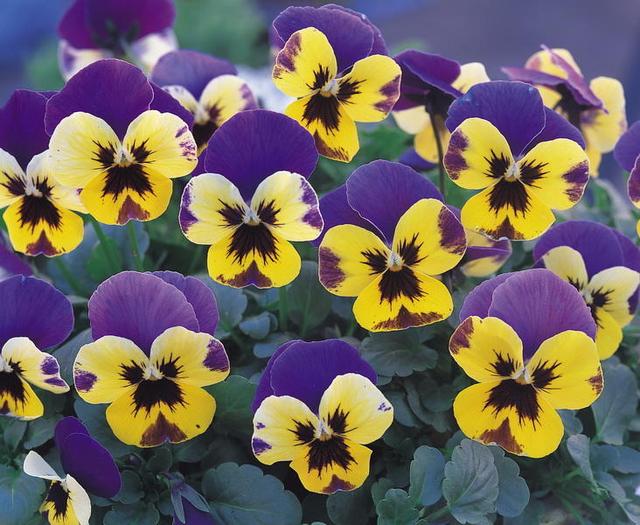 三色堇,配色很奇特,有什么養(yǎng)殖技巧