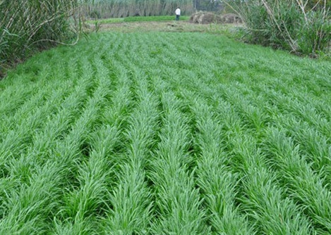 1628476342713577.jpg image.jpg