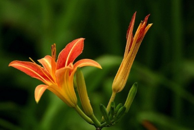 1628476576117333.jpg image.jpg