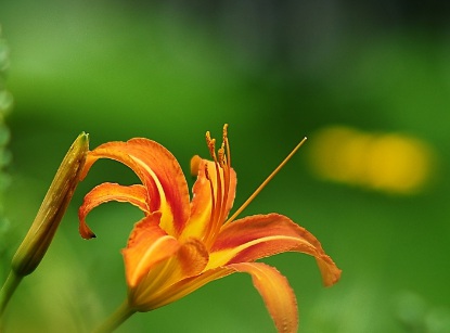 1628476602976156.jpg image.jpg