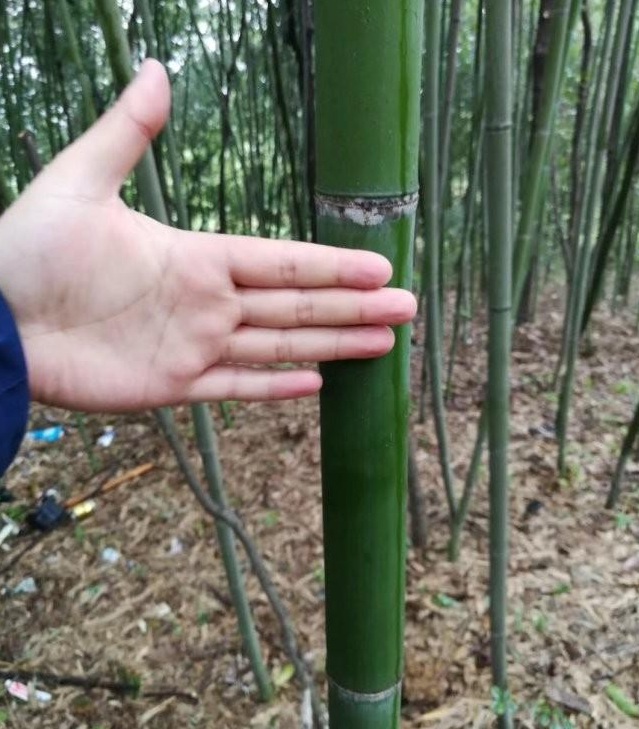 1628477809143677.jpg image.jpg