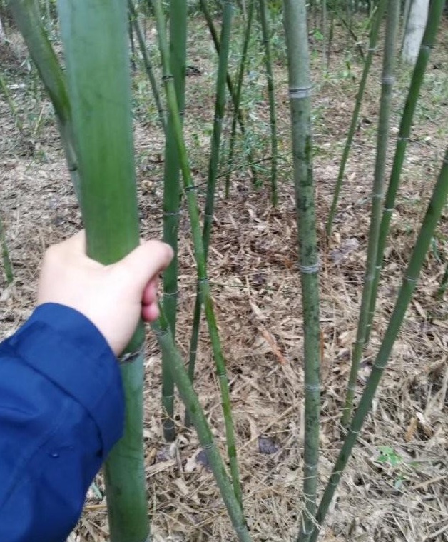 1628477819471096.jpg image.jpg