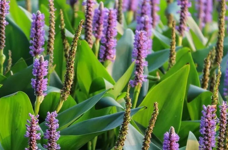 1628496657471738.jpg 再力花2.jpg