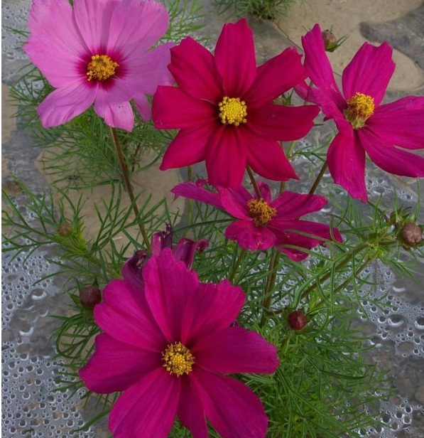 1628508161322277.jpg 1628508150(1).jpg