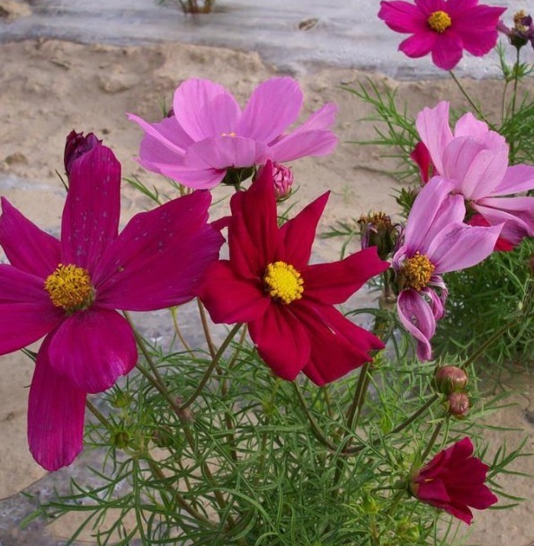 1628508184354436.jpg 1628508172(1).jpg