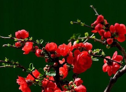 1628553116583612.jpg image.jpg