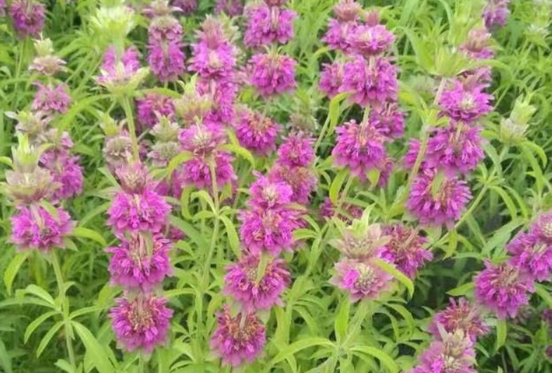 1628580513883874.jpg 美國(guó)薄荷111.jpg