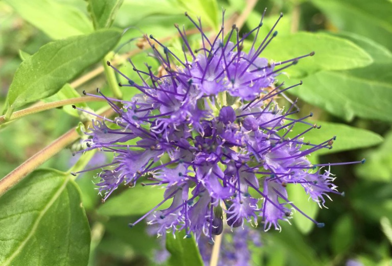 1628580534574887.jpg 美國(guó)薄荷222.jpg