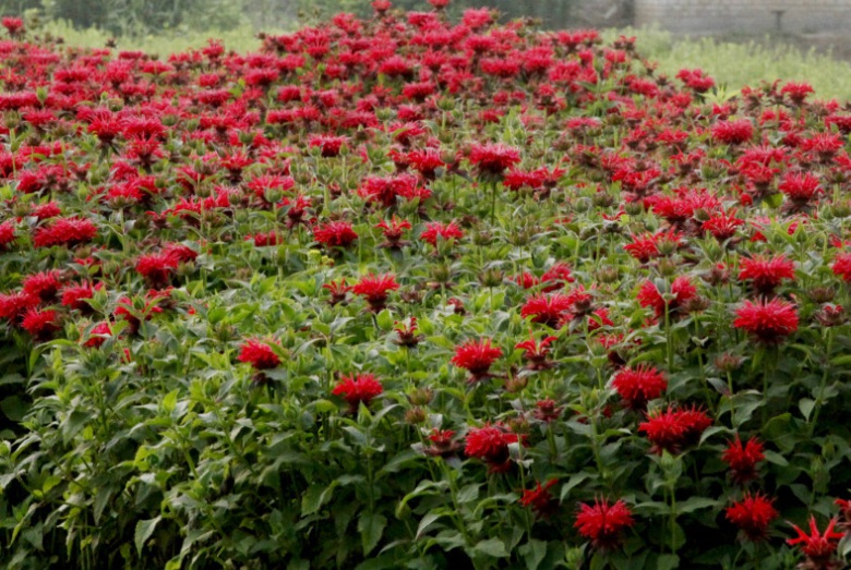 1628580549381353.jpg 美國(guó)薄荷333.jpg