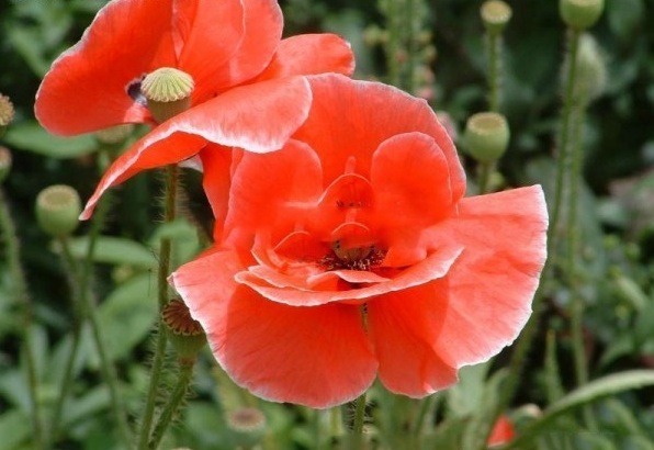 1628586978288845.jpg 1628586969(1).jpg