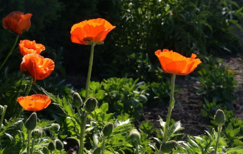 1628588269515273.jpg 1628588261(1).jpg