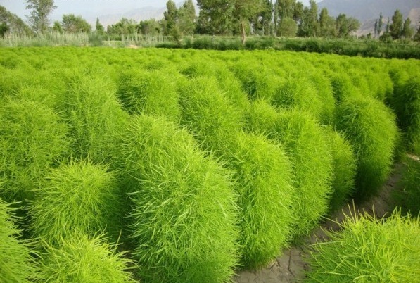 1628589874231780.jpg 1628589866(1).jpg