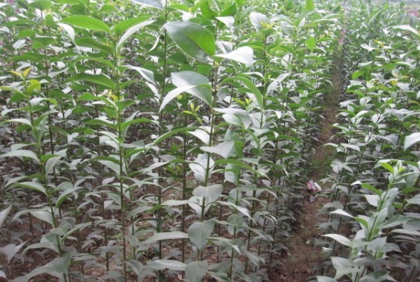 1628599398459179.jpg 1628599391(1).jpg